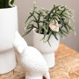 Witte orchidee en Rhipsalis in sierpotten